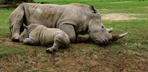 Save the Rhino - Rhino SOS