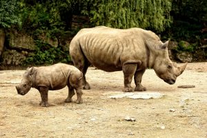 Save the Rhino - Rhino SOS