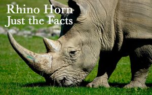 Myths about rhino horn