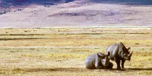 RhinoSOS, Save the Rhino