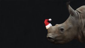 RhinoSOS-Christmas-background